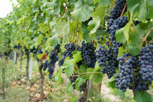 Grapes are the fruit stands of the vines, especially those of the noble vine, photographed