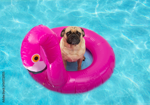 Cute pug dog floating in a pool on a pink flamingo floatie