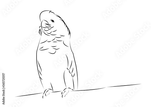 cockatoo