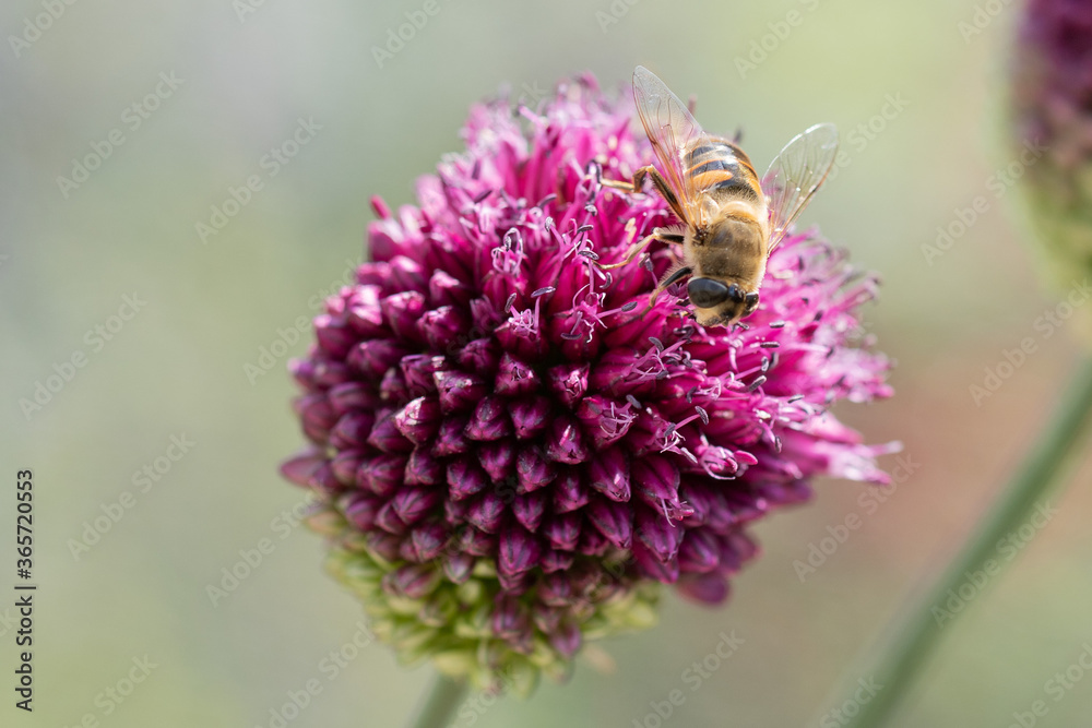Bienen sitzen auf pinken Blumen und sammeln Nektar Bienen sitzen auf pinken Blumen und sammeln Nektar
