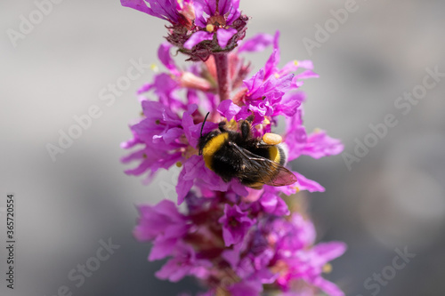 Bienen sitzen auf pinken Blumen und sammeln Nektar