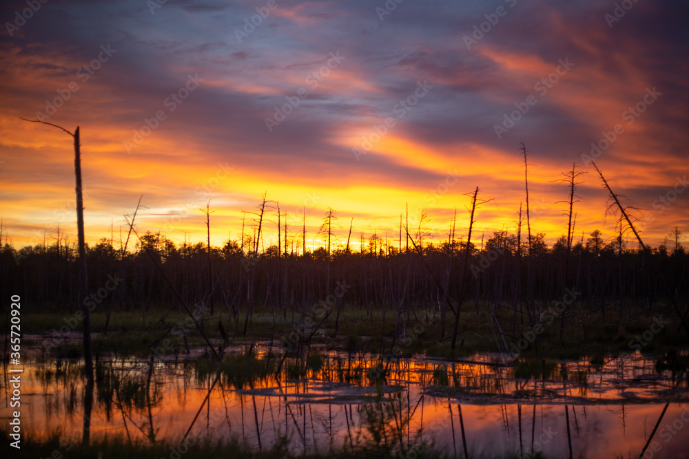 bright orange sunset in the northern swamp with bare tree trunks bright orange sunset in the northern swamp with bare tree trunks