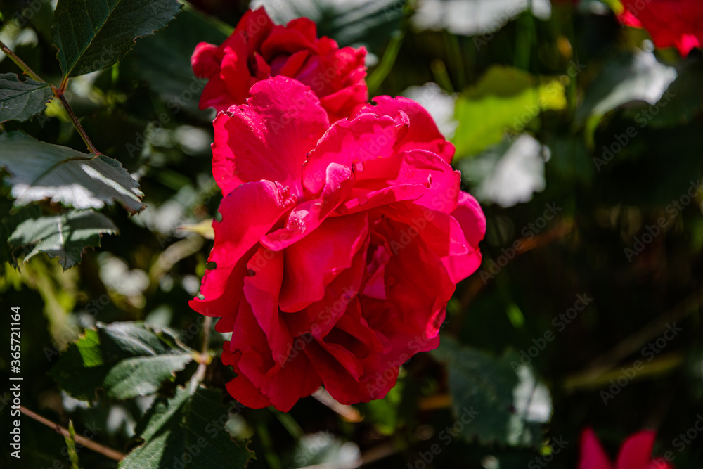 Obraz premium Beautiful red lonely rose in the garden on a summer day.