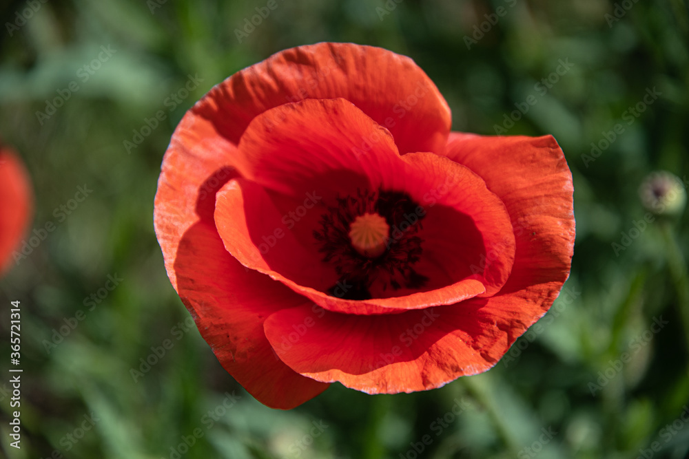 Red poppies in the meadow sunny day in the park. Red poppies in the meadow sunny day in the park.