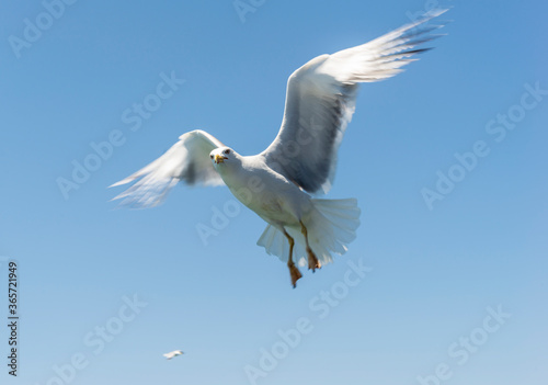 Seagull in flight under blue sky