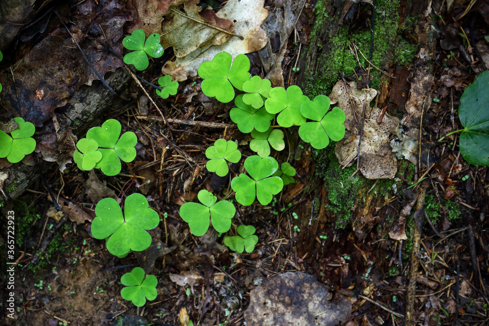 Green sorrel clover plant young leavesgrowing on forest dirt Green sorrel clover plant young leavesgrowing on forest dirt