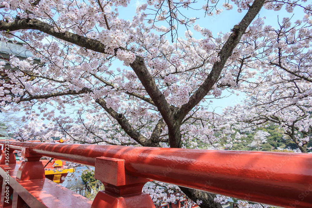Cherry blossom season on spring at Yutoku Inari Shrine in Kashima, Saga prefecture, Japan