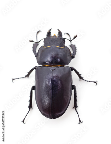 Brown deer beetle.