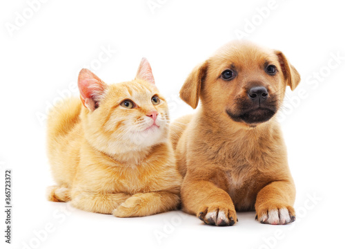 Fototapeta Naklejka Na Ścianę i Meble -  Red dog with a kitten.