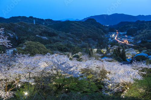 Cherry blossom season night view on spring at Mifuneyama Rakue, Takeo, Saga, Japan photo