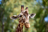 Close-up of giraffe head in profile. Giraffe in the park on a summer day. Selective focus.