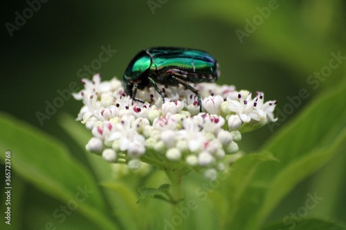 Rose beetle  from close © piroskant