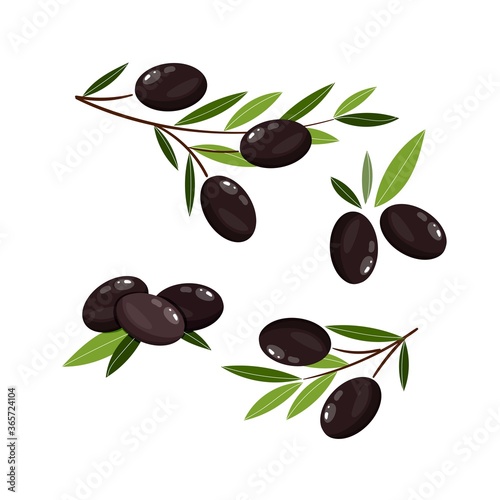 Set of black olives. Olive branches. Vector illustration for deisgn, patterns, wreaths, web, olive oil logo.