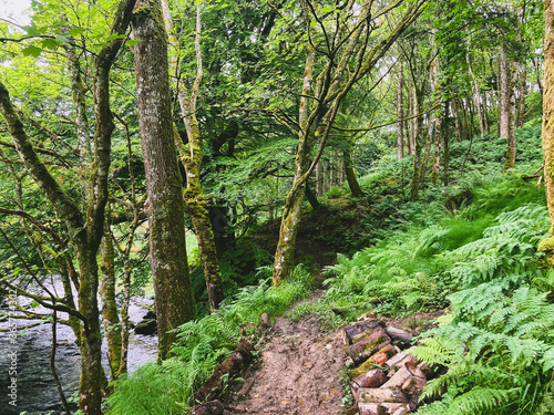 footpath in the forest
