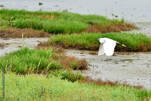 Aigrette garzette en vol, Morbihan Bretagne photo