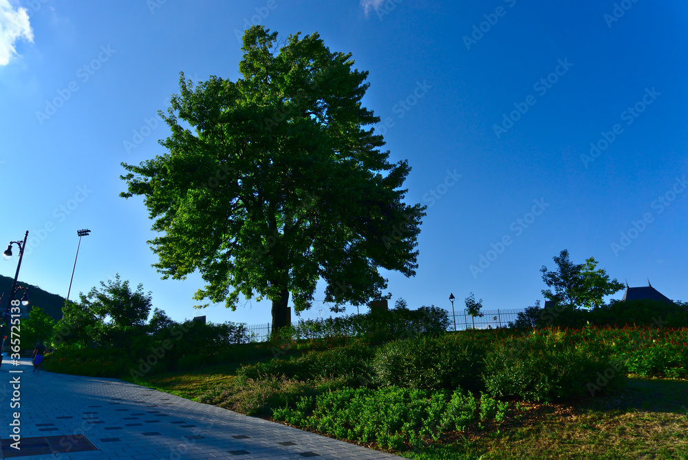 Fototapeta premium A green tree on a sunny summer day at the public park of Rutherford, Montreal, QC, Canada
