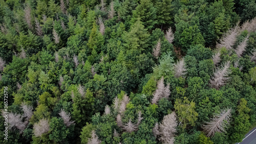 Individual trees with bark beetle infestation protrude from a healthy forest - aerial view