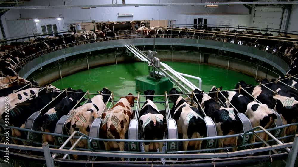 Milking cows by automatic industrial milking rotary system in modern