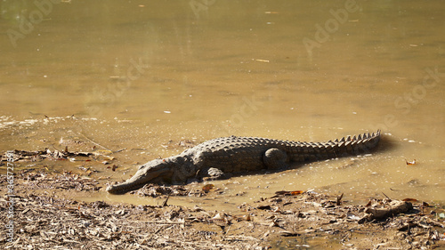 Freshwater crocodile in Windjana Gorge National Park, Western Australia. photo