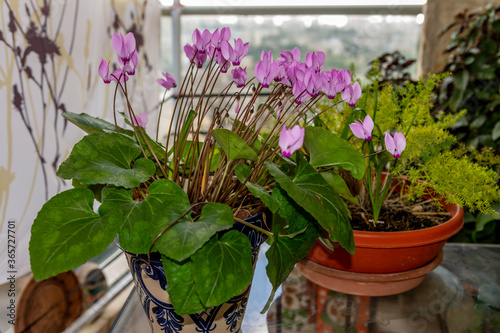 Cyclamen percicum in a pot growing on a balcony  in jerusalem israel