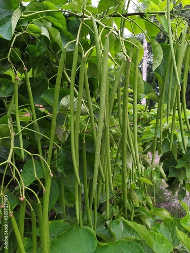 A large green tree with dence foliage and long pods