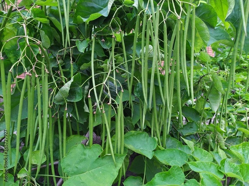 A large green tree with dence foliage and long pods