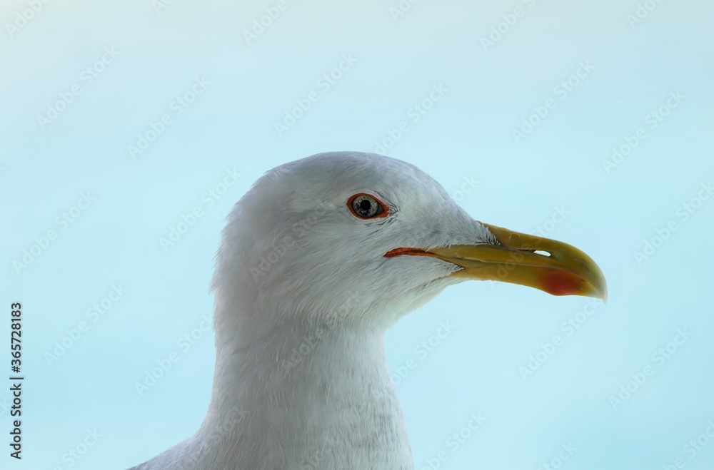 Seagull close head macro details background Seagull close head macro details background