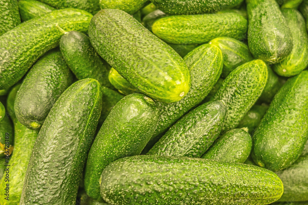 abstract background of fresh crispy cucumbers on the market close up abstract background of fresh crispy cucumbers on the market close up