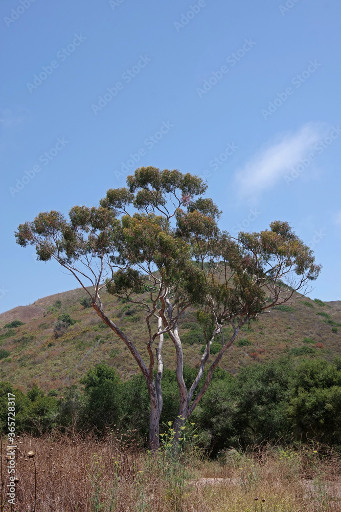 Eucalyptus tree in the natural arroyo burro wilderness habitat park in Santa Barbara with blue sky and a mountain in the background