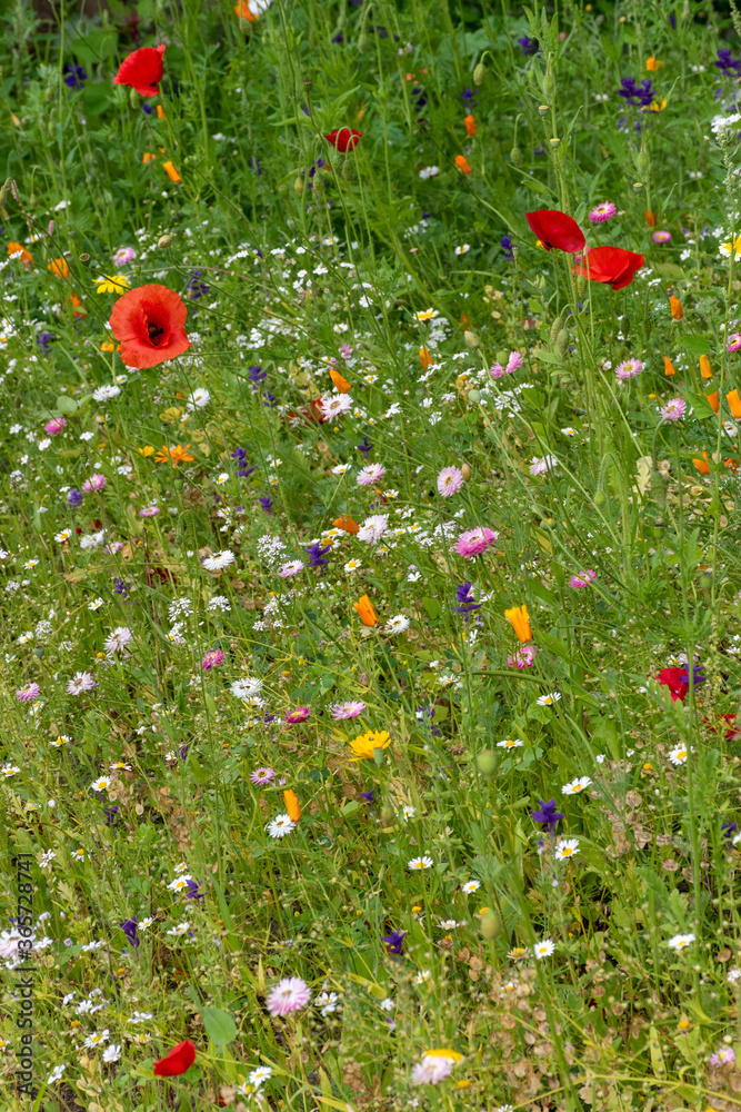 wild flower meadow with red poppies 