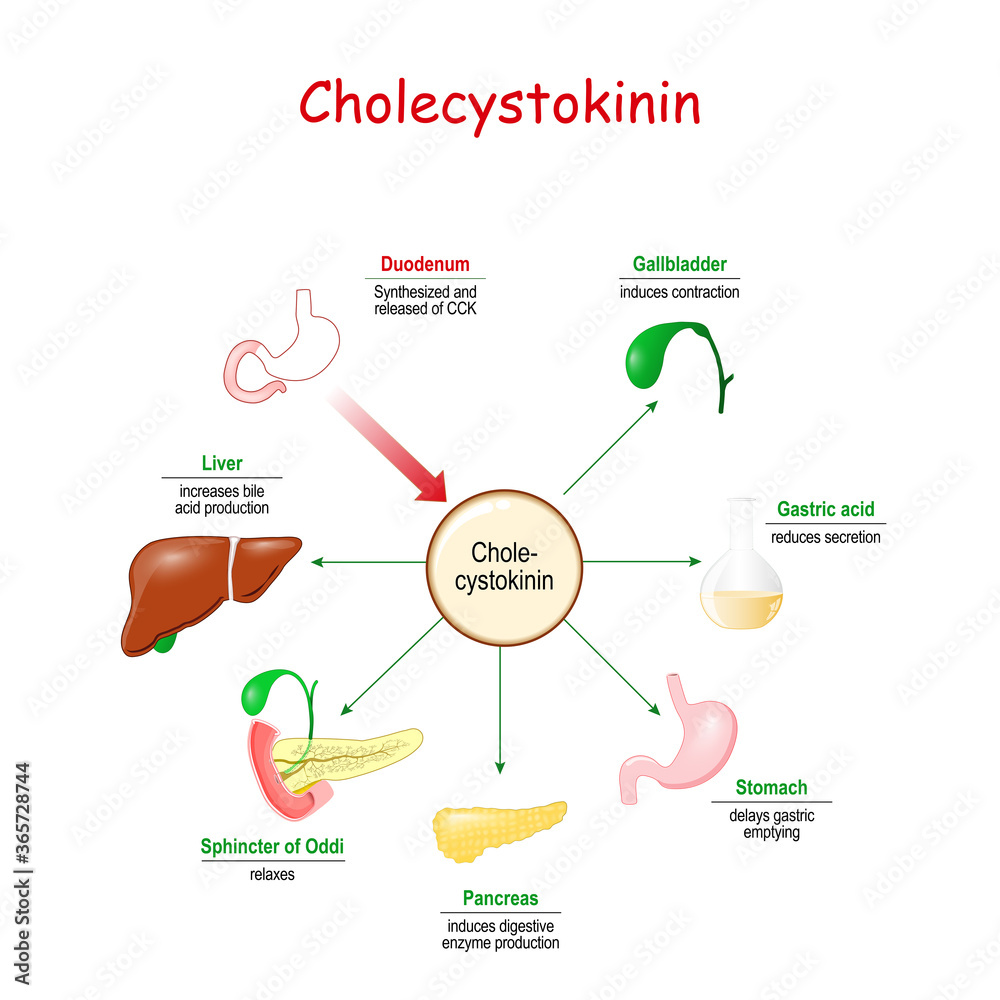 cholecystokinin hormone on the gastrointestinal tract Stock Vector ...