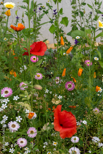Fototapeta Naklejka Na Ścianę i Meble -  red poppies and wild flowers in an insect garden 