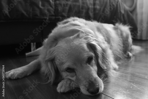 Pereza canina