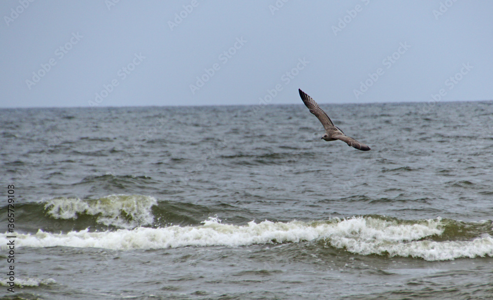 Fototapeta premium Möwe über der Ostsee I