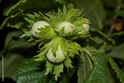 Hazelnut - nut of any of the 20 species of shrub (rarely a tree) kind of Hazel (Corylus) Birch family (Betulaceae), including common hazel (Corylus avellana) and Filbert (Corylus maxima).