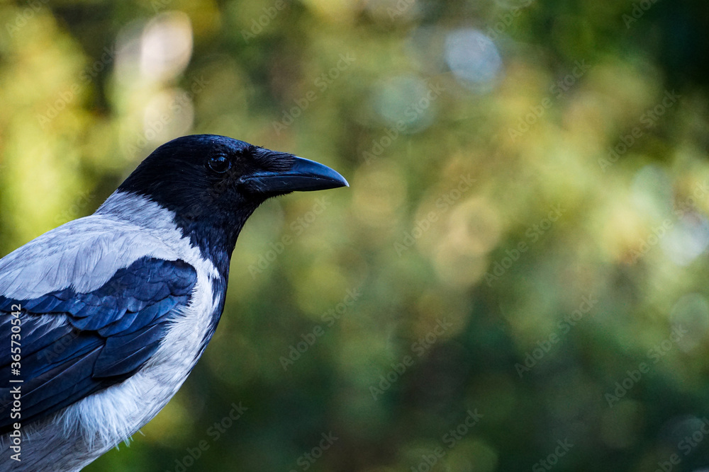 Hooded crow Hooded crow