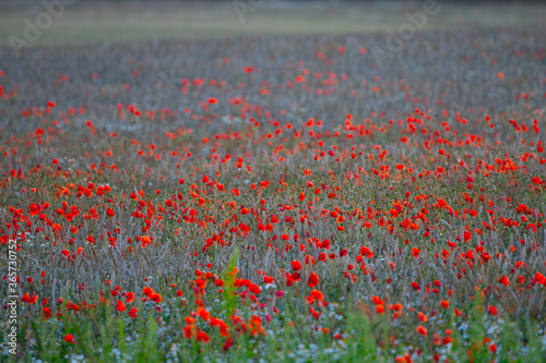 field of poppies © scott