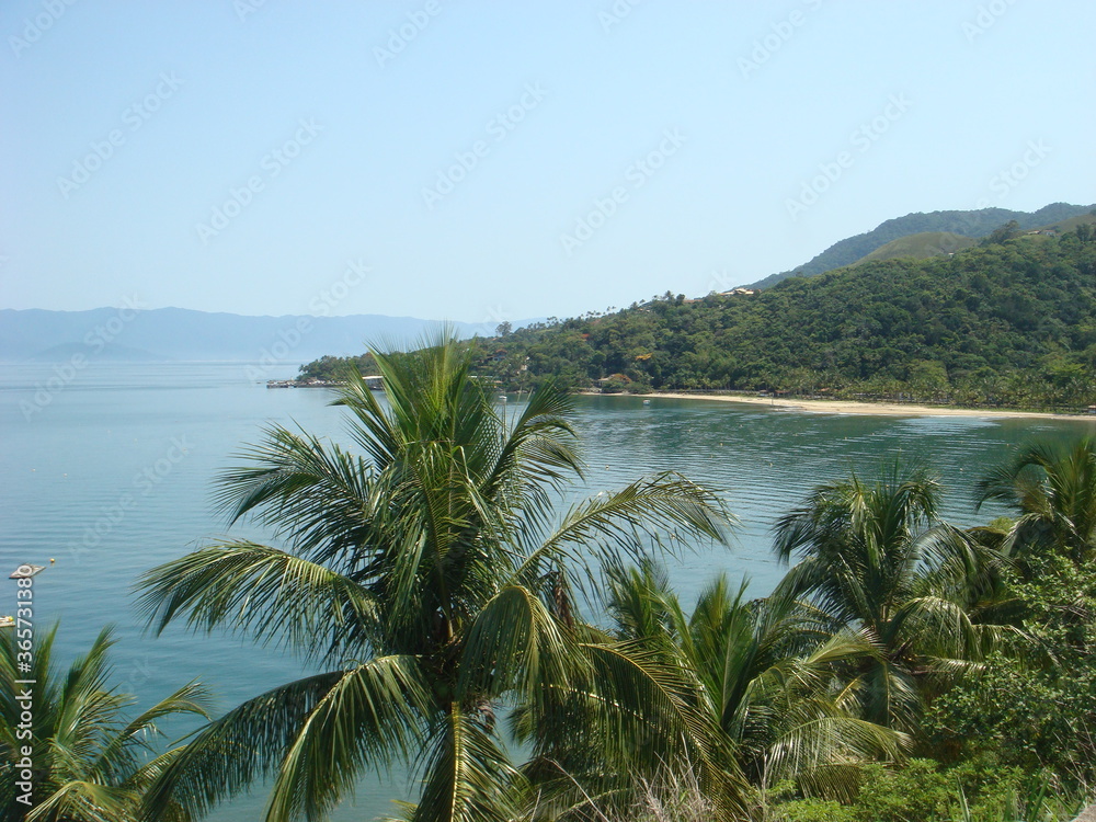 palm trees on the beach