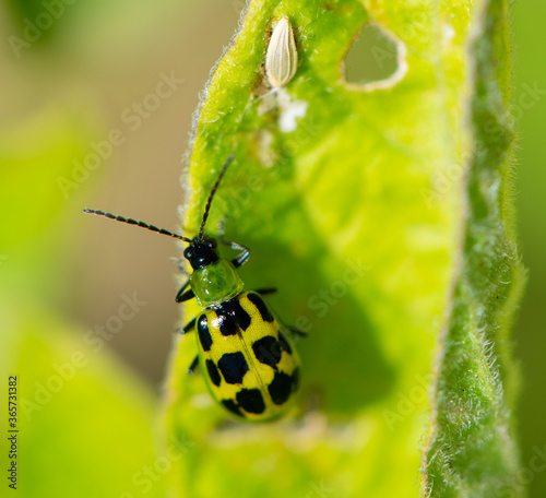 Western Spotted Cucumber Beetle (Diabrotica undecimpunctata), adult stage, in closeup on a potato leaf. In larval stage called southern corn rootworm 
