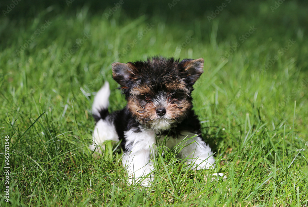 Biewer Terrier puppy in green grass. Biewer Terrier puppy in green grass.