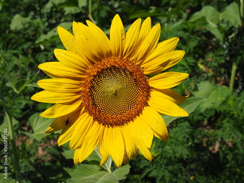 sunflower with insect on petal
