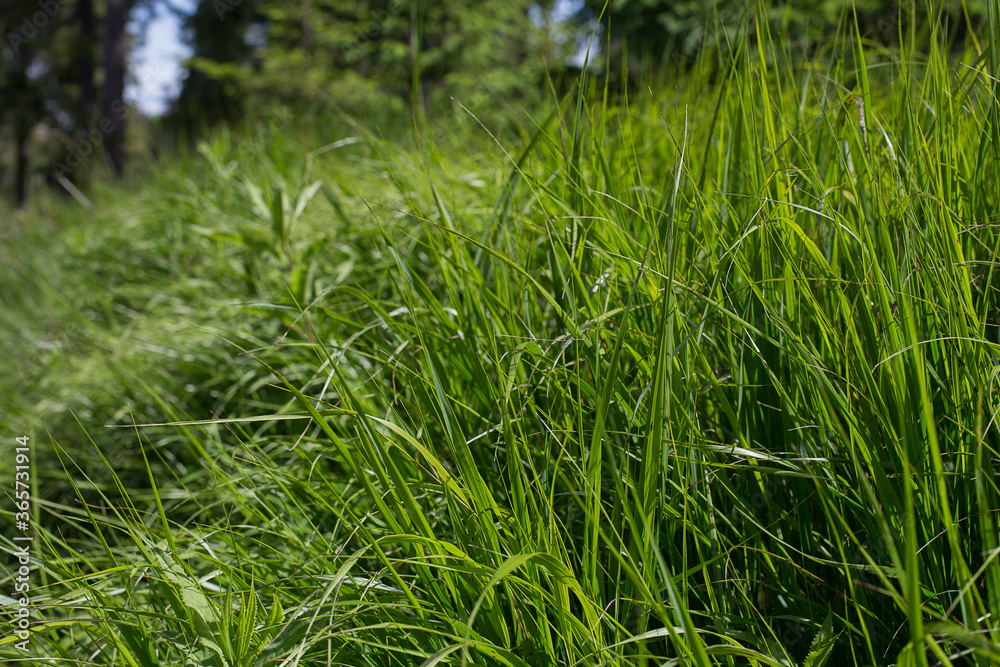 Green grass in the summer forest close-up