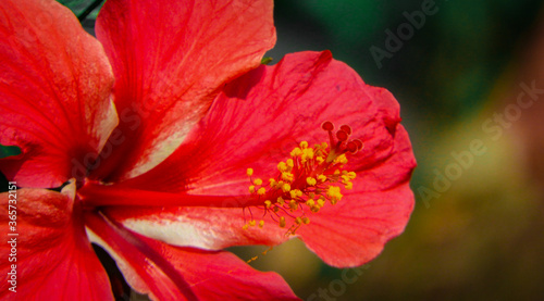 red flower in the garden © Ik Captures