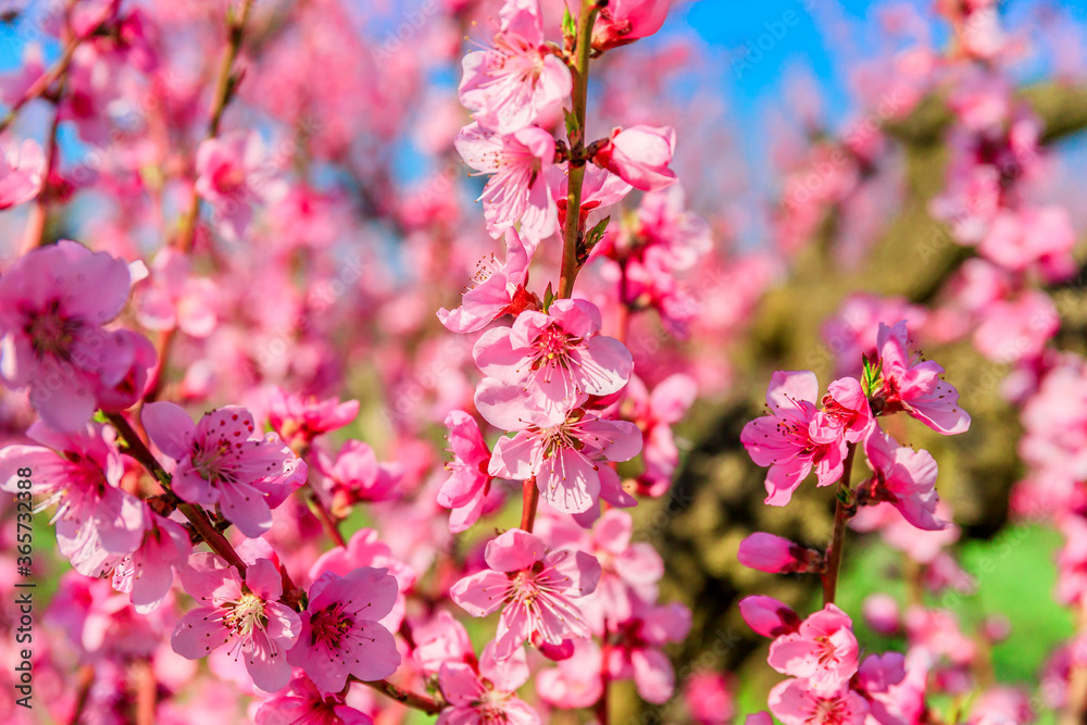 The branches of flowering peach in the garden. Spring photography. The branches of flowering peach in the garden. Spring photography.