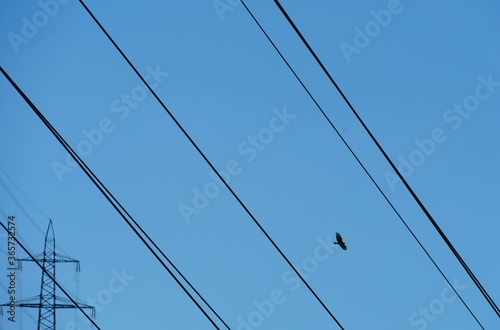 Electric wires or cables close up with a bird flying among them. A high voltage electric power and energy pillar is in the background.  Contrast of civilzation or technology and nature. photo