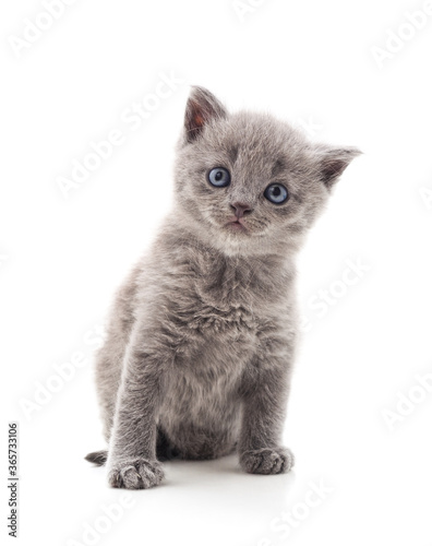 Small gray kitten.