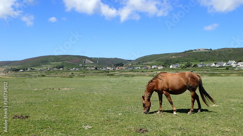 horse in the french meadows
