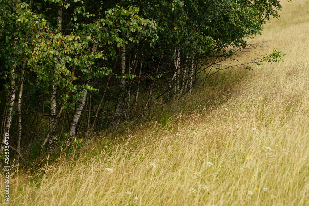 Gras Steppe und Waldrand im Hochsommer Gras Steppe und Waldrand im Hochsommer