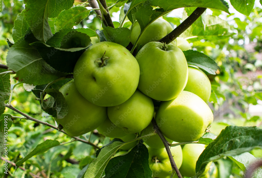 Fresh harvest of apples. Green organic background