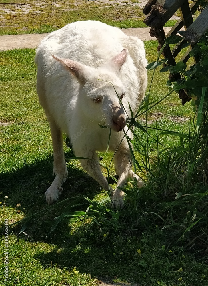 white cat in the garden white cat in the garden